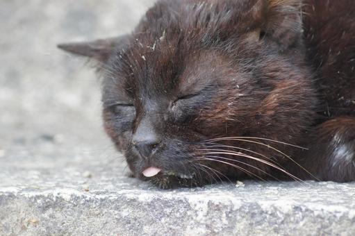 ねこ 箱座り,飼い猫,家猫の写真素材