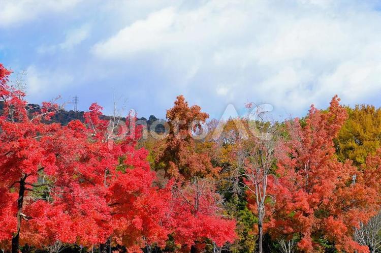播磨中央公園・紅葉 紅葉,風景,景色の写真素材