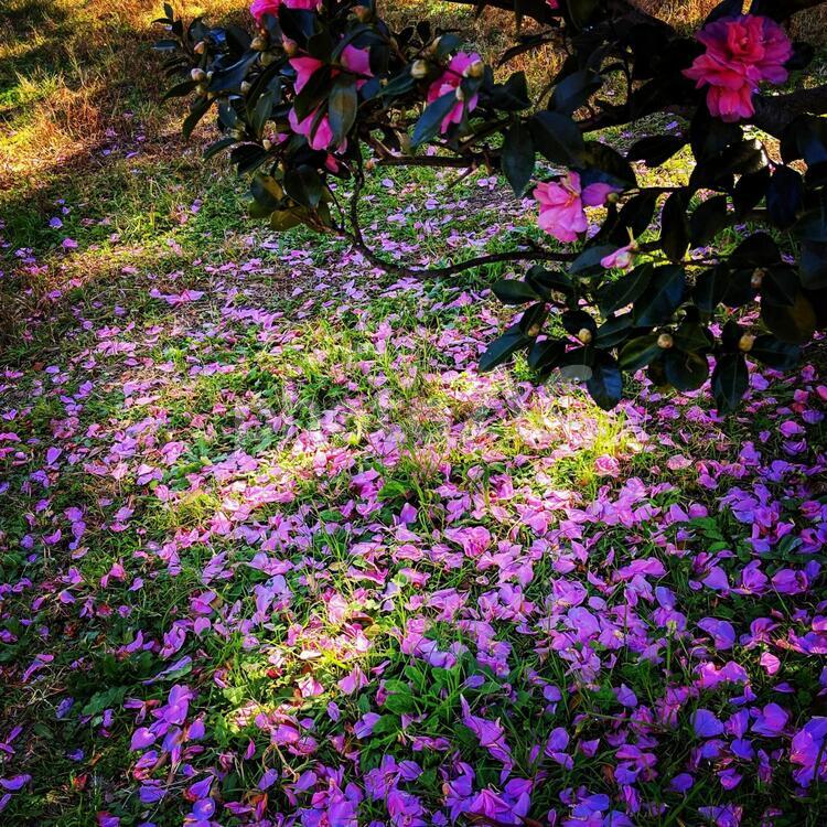 サザンカの花びらと木 サザンカ,山茶花,花びらの写真素材