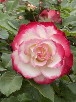 薔薇・バラ・花 薔薇・バラ・花の写真