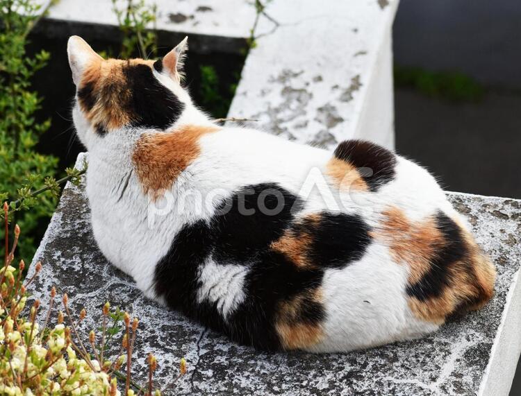 耳を立てて様子をうかがう猫の後姿 様子をうかがう猫,太った猫,猫の写真素材