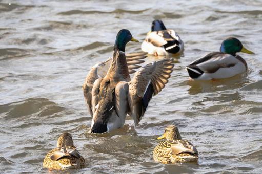 マガモ(31) 鳥,マガモ,カモの写真素材