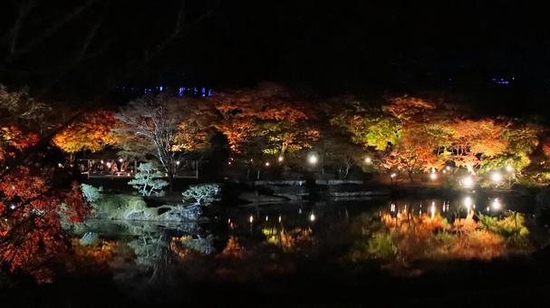 虹の郷　池に映る紅葉ライトアップ 紅葉,ライトアップ,秋の写真素材