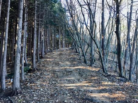 飯能の登山道 飯能の登山道の写真