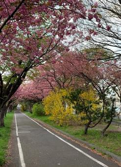 桜の並木道 桜の並木道 桜,舗道,道の写真素材