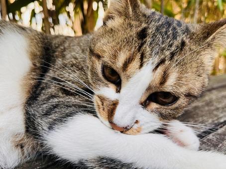 可愛いにゃんこ ねこ,ネコ,かわいいの写真素材