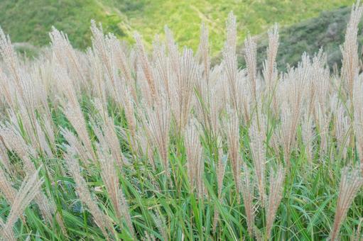 ススキ ススキ すすき,花穂,穂先の写真素材
