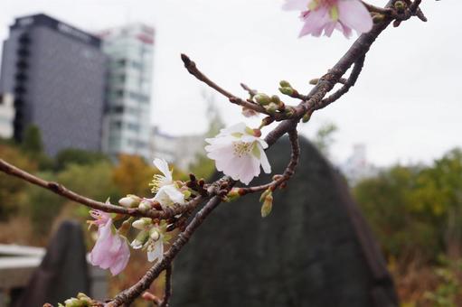 桜 桜の写真