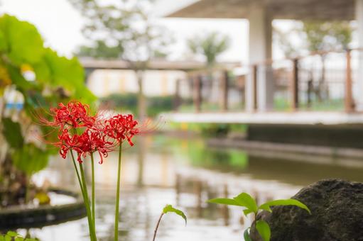 公園にさく彼岸花 公園にさく彼岸花の写真