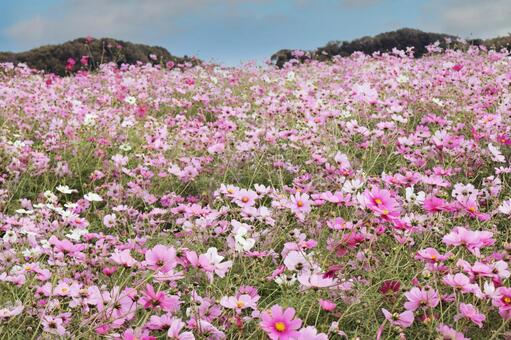 コスモス畑 コスモス,ピンク,十月の写真素材