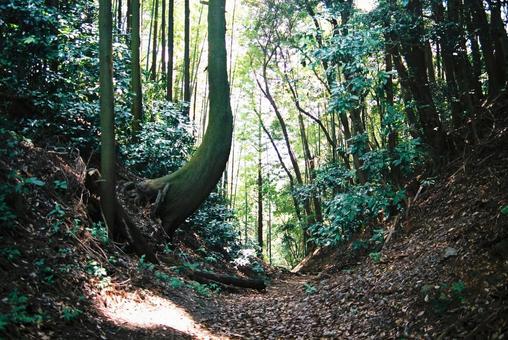 宇津ノ谷峠の木々 峠道,山道,宇津ノ谷峠の写真素材