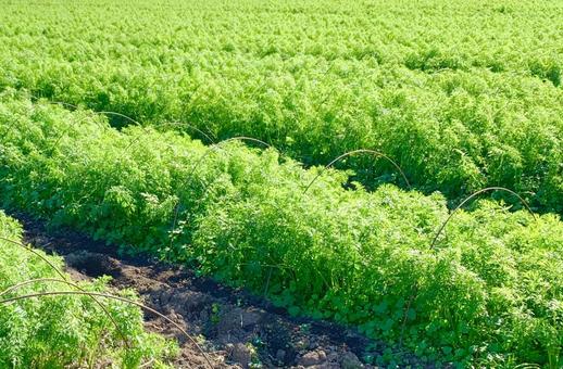 青空とにんじん畑2 ニンジン,人参,にんじん畑の写真素材