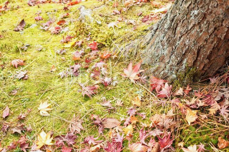 紅葉、落ち葉、木の根もと 落ち葉,紅葉,もみじの写真素材
