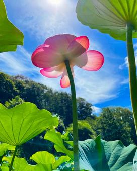 Photo, lotus, lotus field, a lotus, 