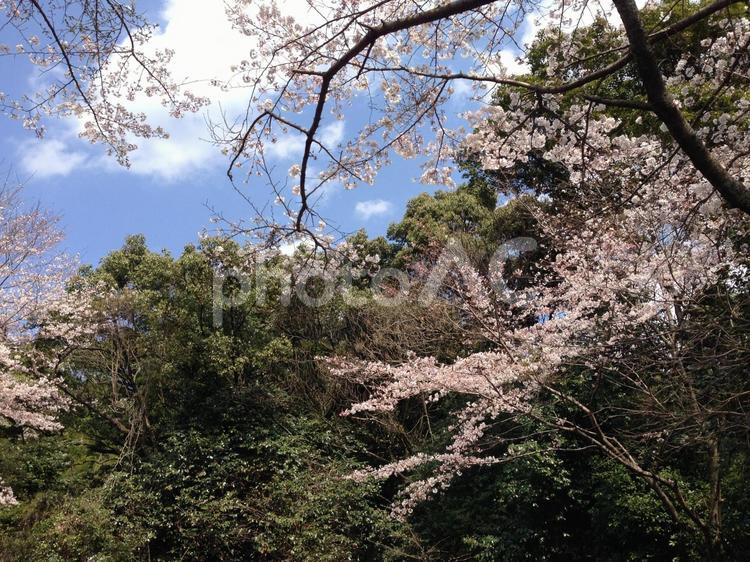 野山の桜と晴天 桜,花見,山の写真素材