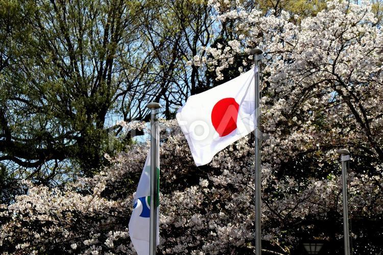 桜と掲げられた日本の国旗 桜,日本,国旗の写真素材
