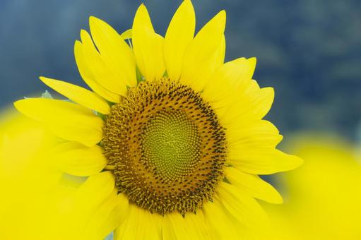 黄色が綺麗なヒマワリの花 黄色が綺麗なヒマワリの花 ひまわり,向日葵,夏の写真素材