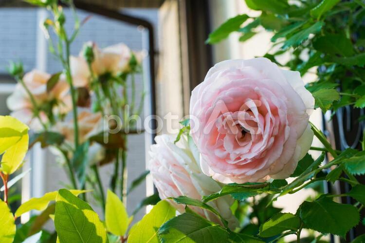 庭のバラ バラ,薔薇,花の写真素材