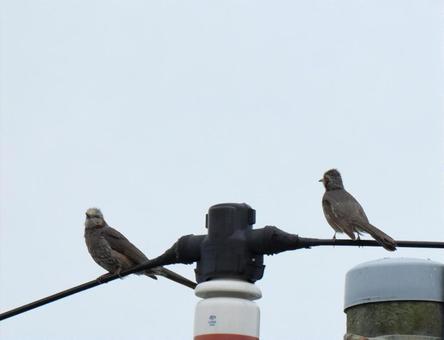 電線の鳥 電線の鳥の写真