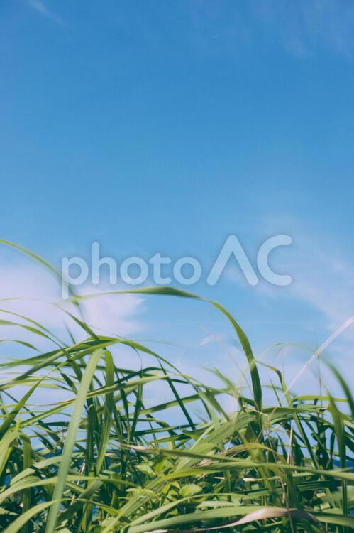 風に揺れる夏草 8月,夏,夏空の写真素材