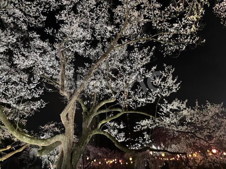 榴ヶ岡公園の夜桜 榴ヶ岡公園,榴ヶ岡公園の桜花見,仙台お花見の写真素材