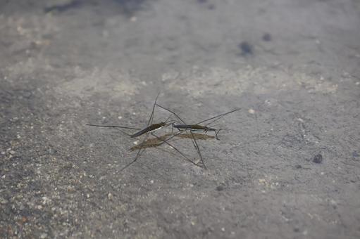 ９月中旬の田んぼのアメンボの写真