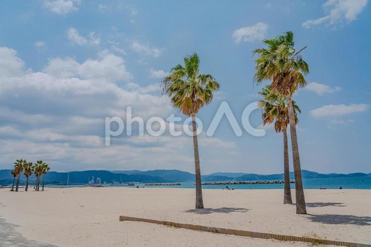 白い砂浜とヤシの木が広がる夏のビーチ風景 ビーチ,海,ヤシの木の写真素材