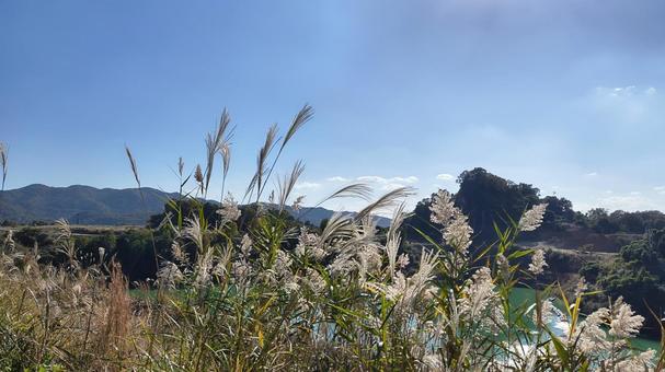 秋の顔 ススキ,自然,風景の写真素材