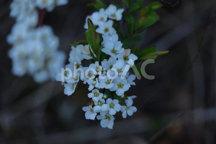 枝が曲線を描く 雪柳,花,バラ科の植物の写真素材