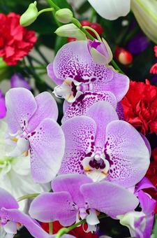 紫の胡蝶蘭の写真