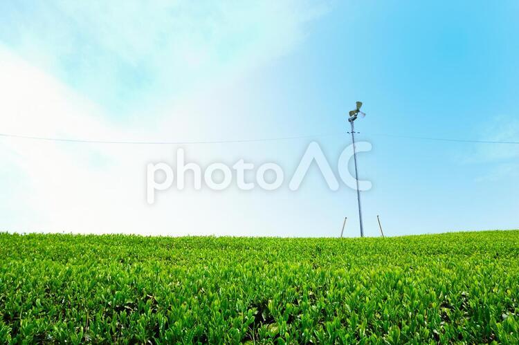 新茶畑の風景 お茶畑,新緑,若葉の写真素材