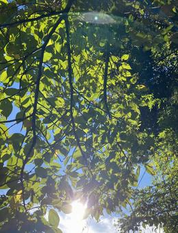 早朝の木漏れ日 木漏れ日,自然,癒しの写真素材