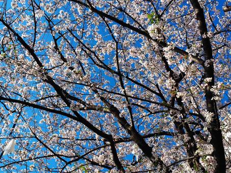 遊歩道の桜と青空_4 遊歩道の桜と青空_4の写真