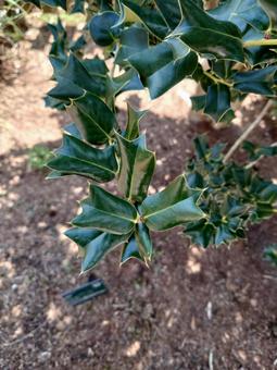 Photo, longitud, hoja, rama, 