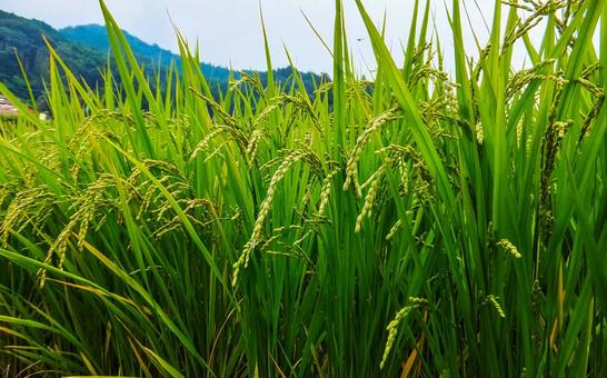 Photo, young leaves, fresh green, green, 
