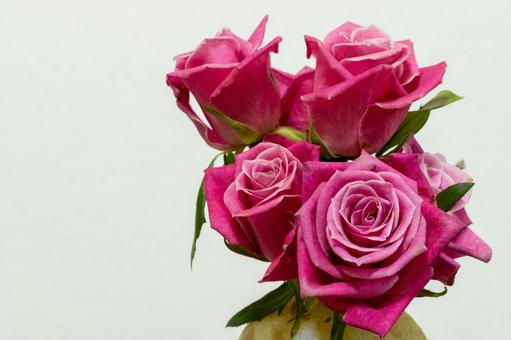 ピンク色のバラ バラ,花,植物の写真素材