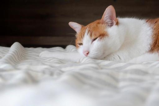 お布団と猫_48 お布団と猫_48 猫画像,ねこ写真,ネコの写真素材