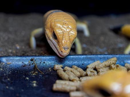 ピーターズバンデッドスキンクのアップの写真