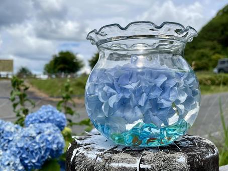 Photo, fish bowl, hydrangea, blue, 