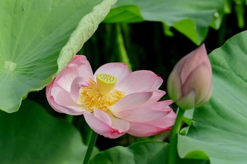 蓮 蓮 蓮,ハス,上野公園の写真素材
