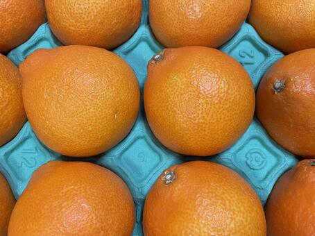 紅まどんな 紅まどんな,みかん,愛媛の写真素材