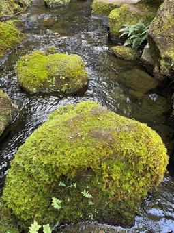 苔蒸す岩場と川のせせらぎ 由志園,枯山水,庭園の写真素材