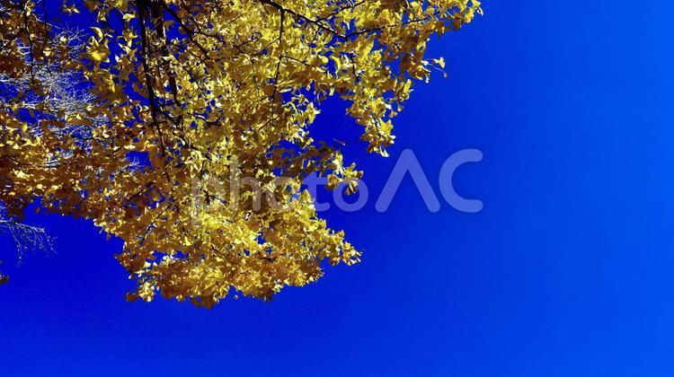 ピークを迎えた紅葉したいちょう いちょう,紅葉,黄の写真素材