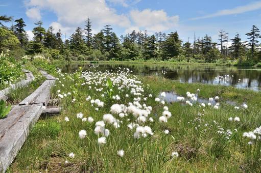 Photo, watazuge, pool, pond, 