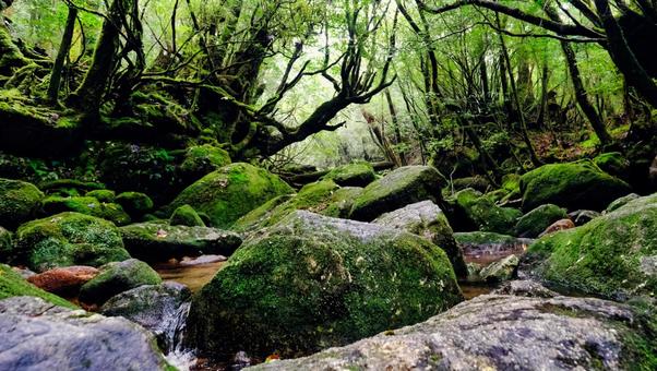 岩がゴツゴツしている白谷雲水峡の風景 白谷雲水峡,風景,植物の写真素材