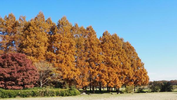 秋の水元公園・木々の紅葉（東京都葛飾区）の写真