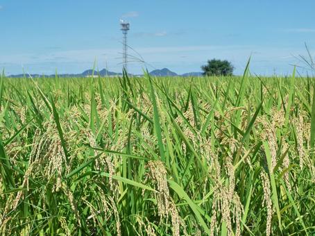 稲のある風景  Ptn.A 稲,風景,秋の写真素材