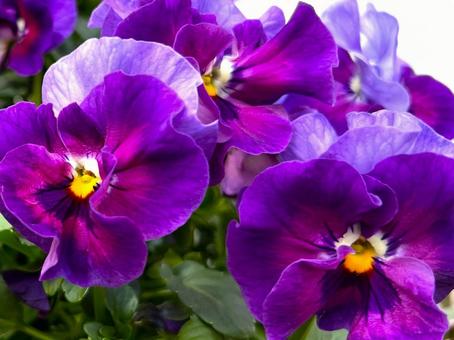 パンジー パンジー,背景,風景の写真素材