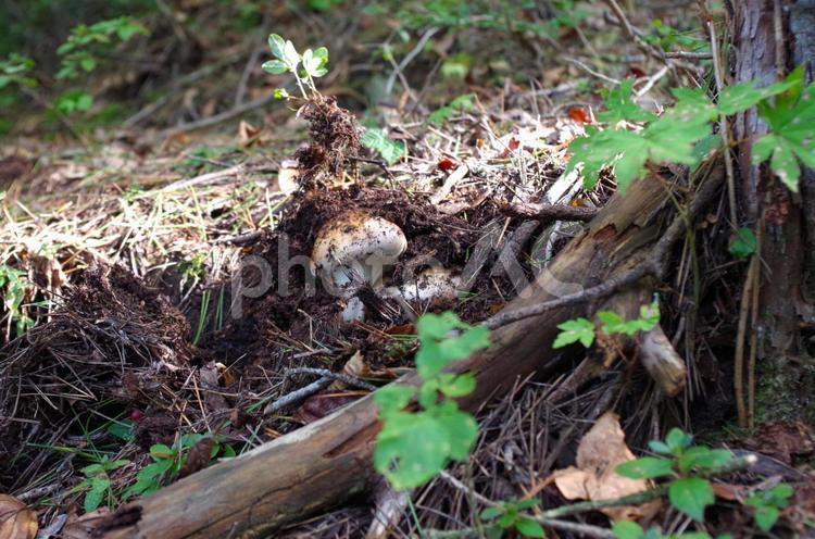 松茸狩り（アップ） 松茸,キノコ,野菜の写真素材