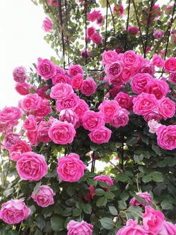 バラ バラ バラ,バラ園,薔薇の写真素材